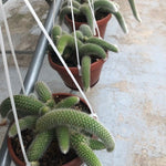 Hildewintera colademononis (coda di scimmia)