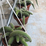 Hildewintera colademononis (coda di scimmia)