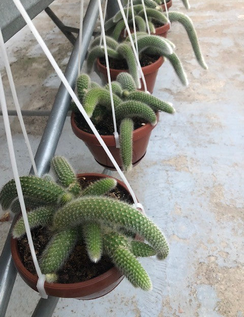 Hildewintera colademononis (coda di scimmia)