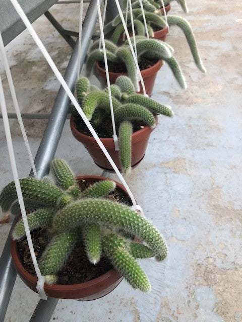 Hildewintera colademononis (coda di scimmia)