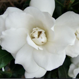 Gardenia Jasmonoides Double Mint vaso 15/16- cm. 25/30
