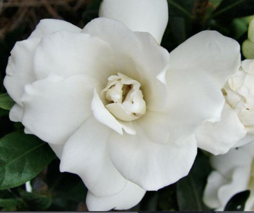 Gardenia Jasmonoides Double Mint vaso 15/16- cm. 25/30