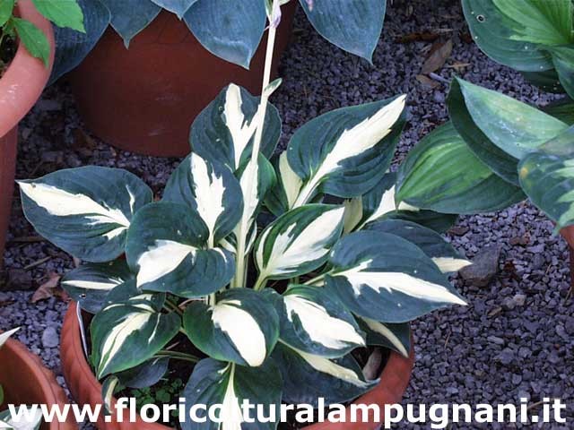 Hosta Paradise on Fire