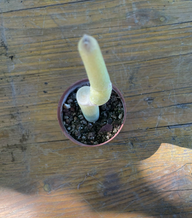 Ceropegia dichotoma