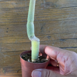 Ceropegia dichotoma