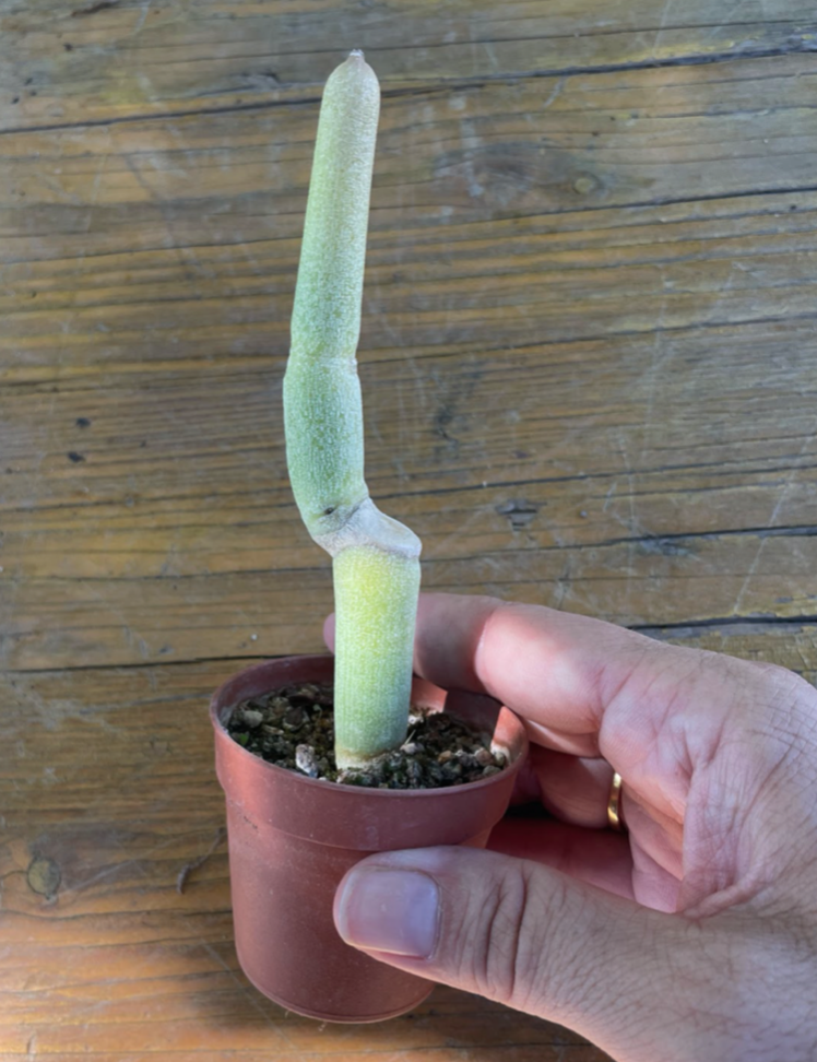 Ceropegia dichotoma