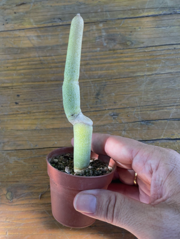 Ceropegia dichotoma