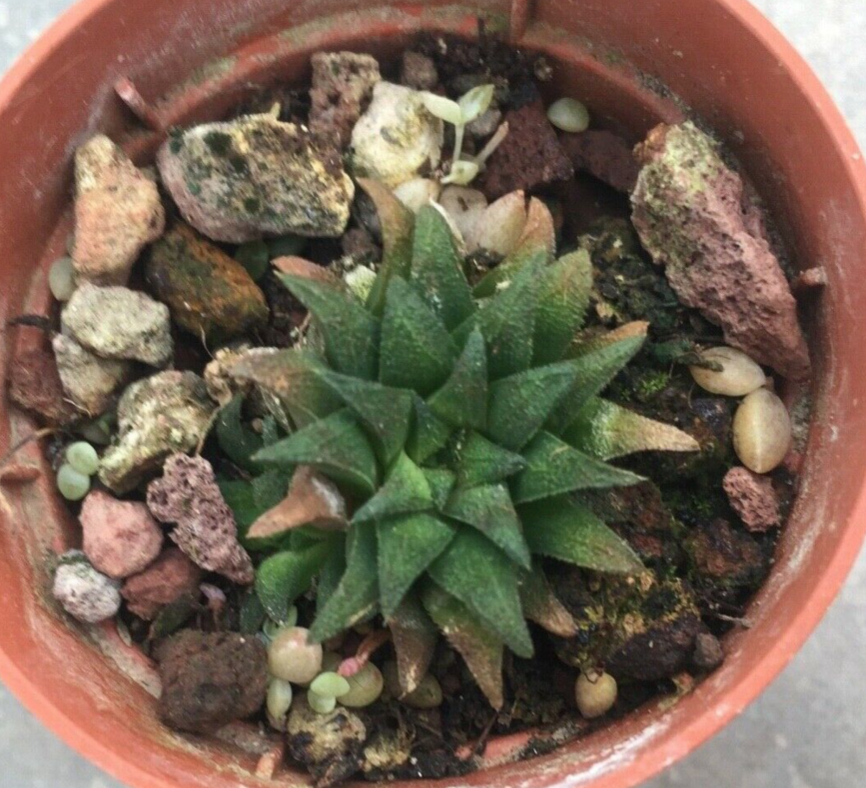 haworthia parkisiana