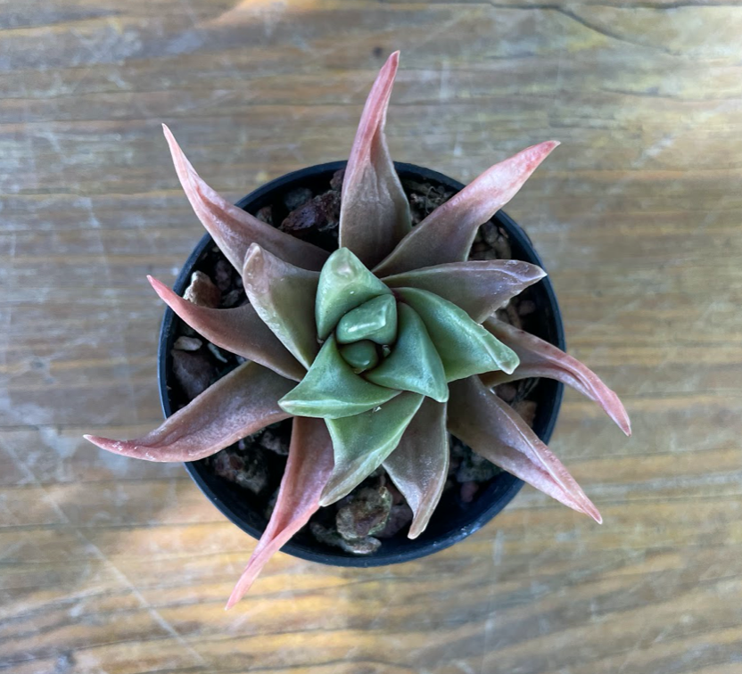 Haworthia starkiana
