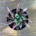 Haworthia starkiana