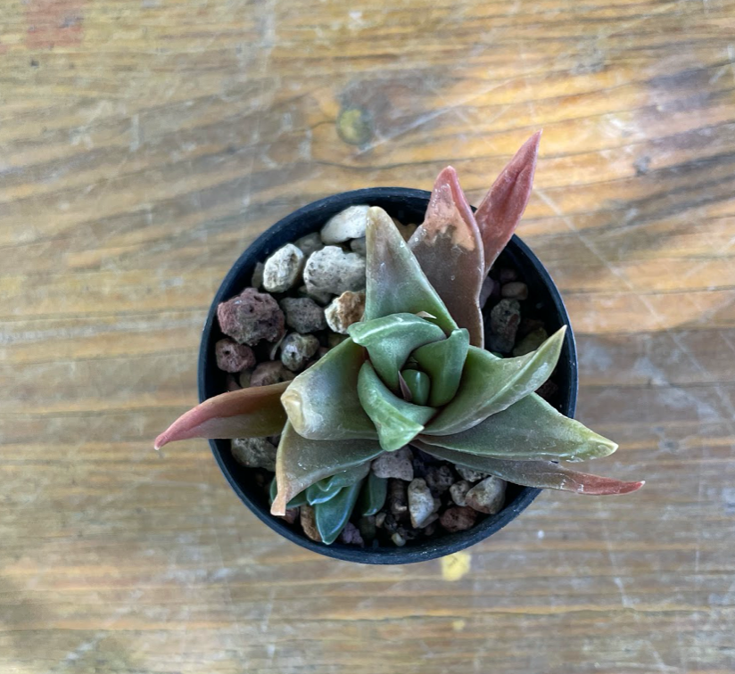 Haworthia starkiana