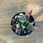 Haworthia starkiana