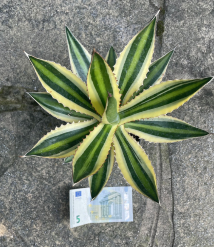 agave lophanta quadricolor