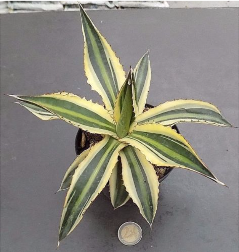 agave lophanta quadricolor