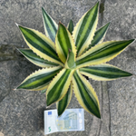 agave lophanta quadricolor