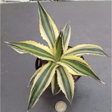 agave lophanta quadricolor