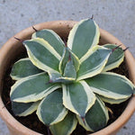 AGAVE PARRYI CREAM SPIKE