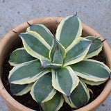 AGAVE PARRYI CREAM SPIKE