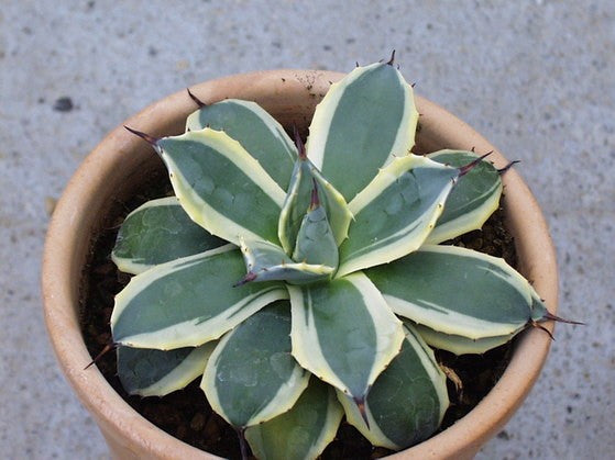 AGAVE PARRYI CREAM SPIKE