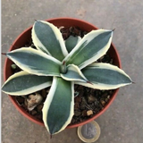 Agave Parryi applanata  variegata