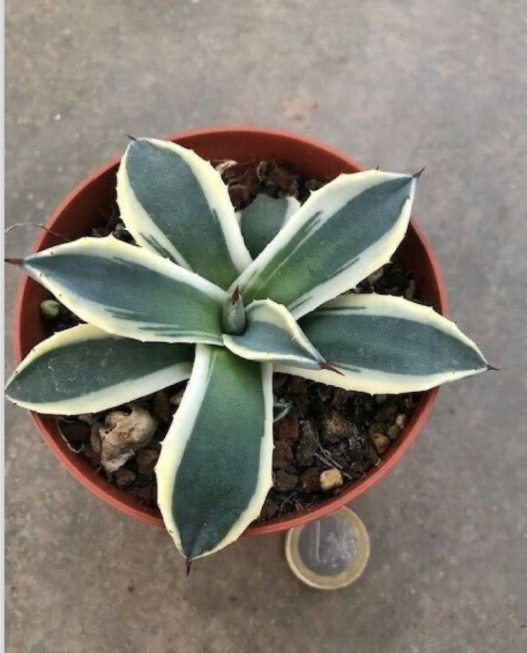 Agave Parryi applanata  variegata