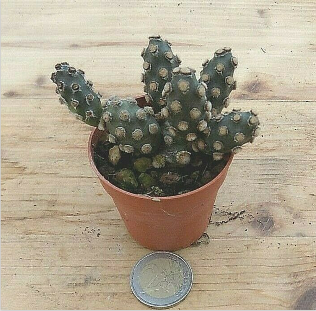 Tephrocactus molinensis Nobbly
