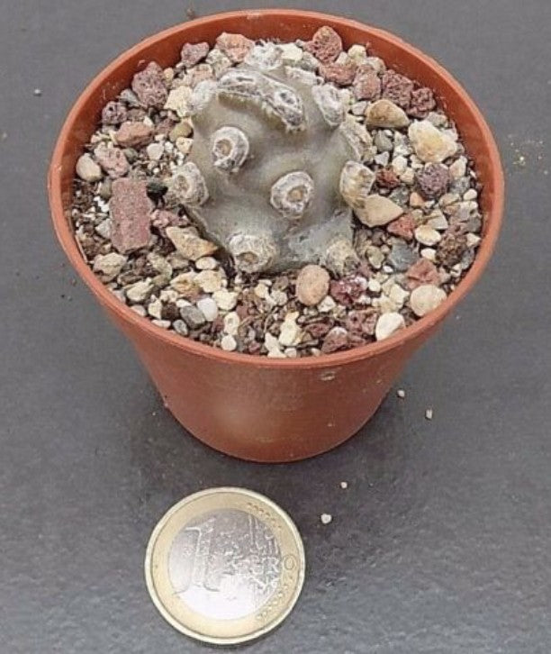 Tephrocactus molinensis Nobbly