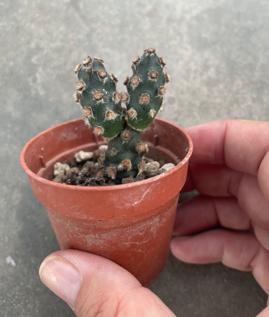 Tephrocactus molinensis Nobbly