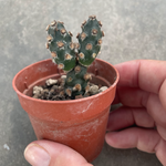 Tephrocactus molinensis Nobbly