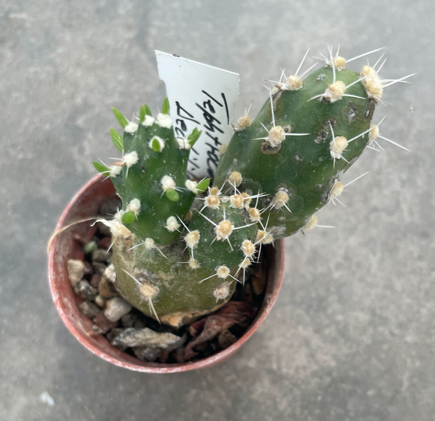 Tephrocactus dactiliferus