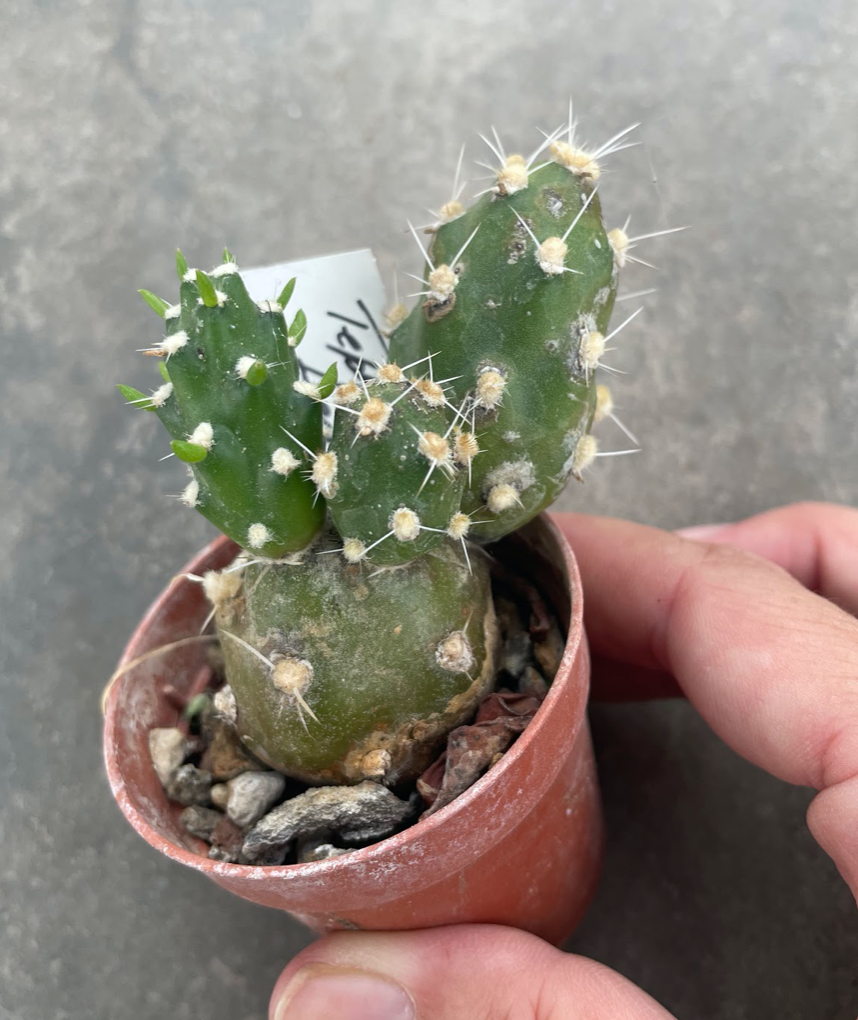Tephrocactus dactiliferus