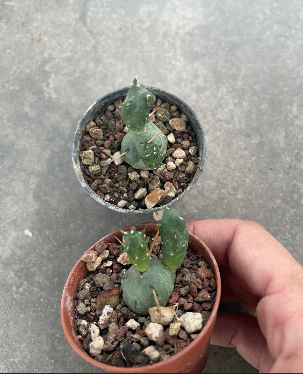 Tephrocactus articulatus oligocanthus