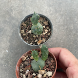 Tephrocactus articulatus oligocanthus