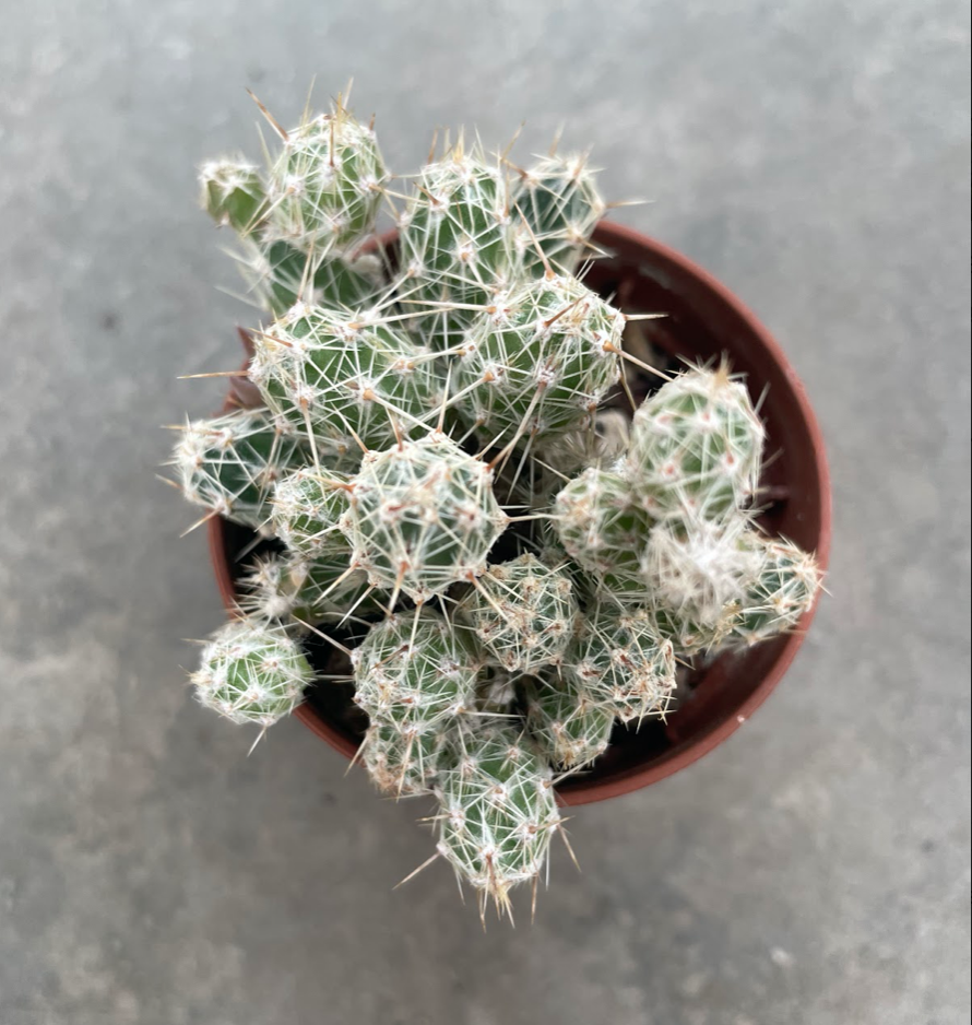 tephrocactus lagopus astrogyl