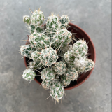 tephrocactus lagopus astrogyl