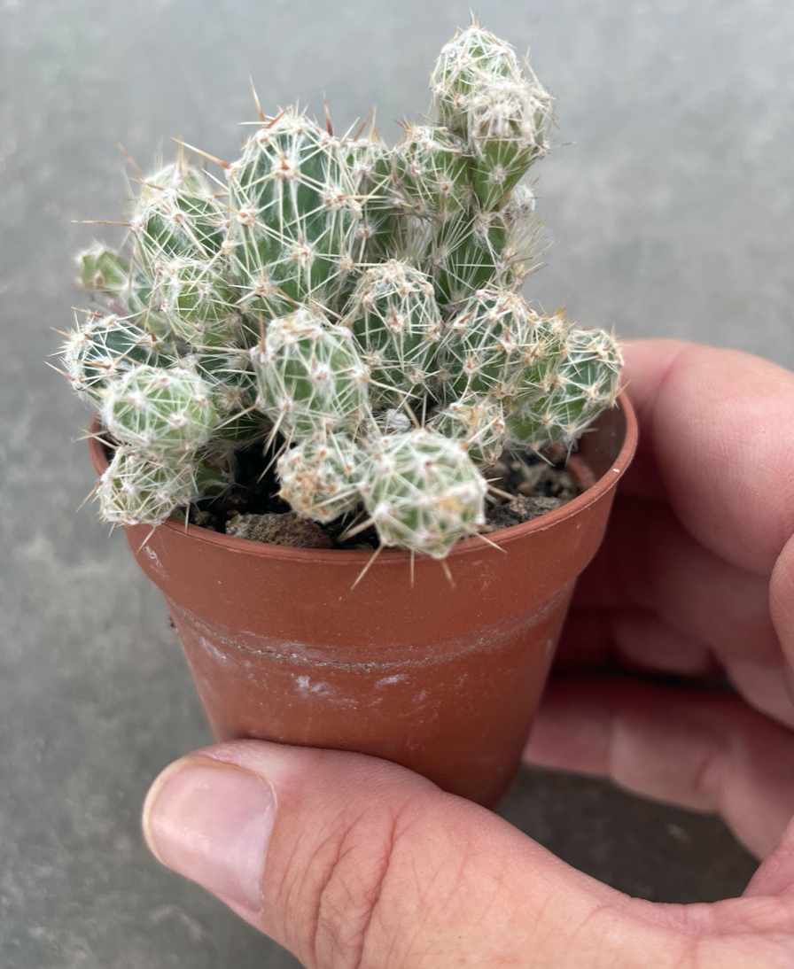 tephrocactus lagopus astrogyl