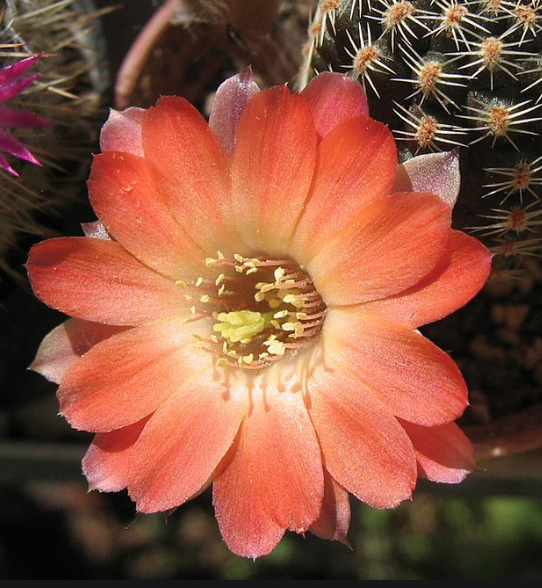 Mediolobivia brunneoradicata