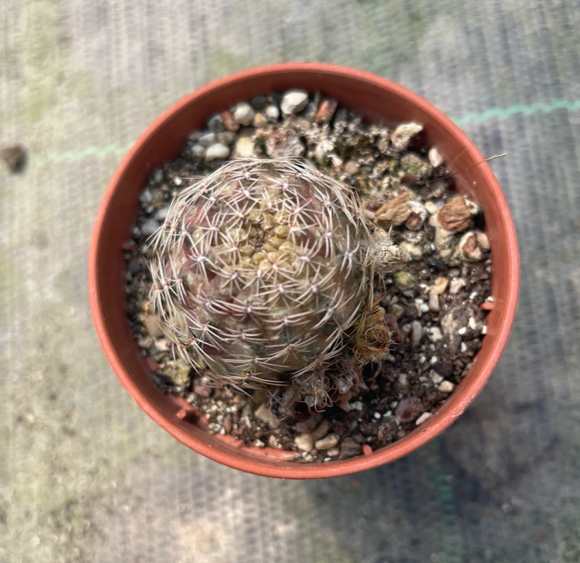 Mediolobivia brunneoradicata