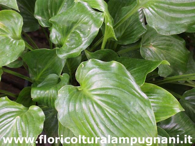 Hosta Invincible