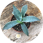 Agave Parrasana Variegata cm. 16/18
