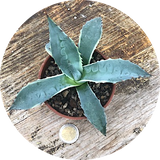Agave Parrasana Variegata cm. 16/18