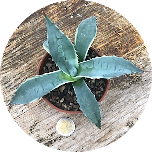 Agave Parrasana Variegata cm. 16/18