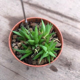 Haworthia chloracantha