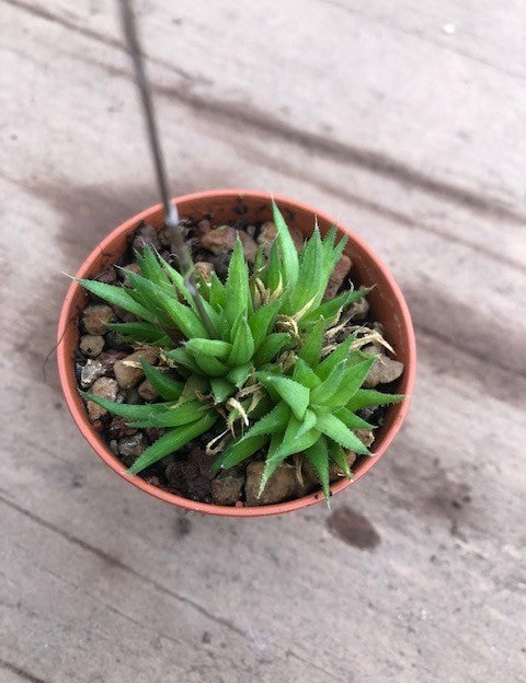 Haworthia chloracantha