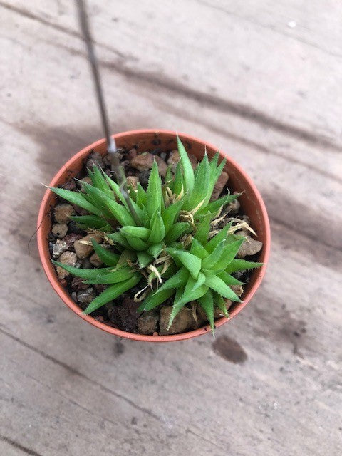 Haworthia chloracantha