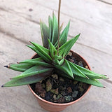 Haworthia viscosa x starkiana