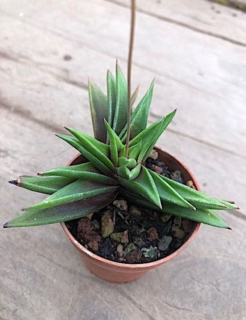 Haworthia viscosa x starkiana