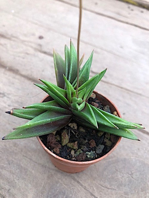 Haworthia viscosa x starkiana