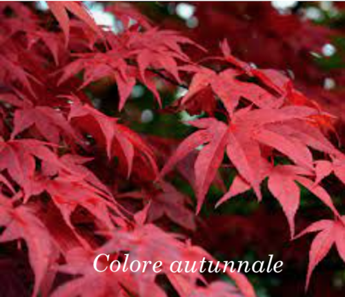 Acer palmatum osakazuki vaso 15