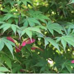 Acer palmatum osakazuki vaso 15